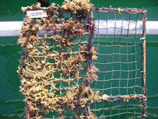 Seaweeds adhere to fishing net